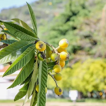 Affittacamere La Corte Natural Pietra Ligure